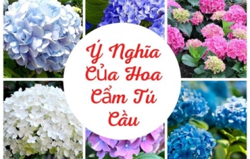 Ý Nghĩa Của Hoa Cẩm Tú Cầu