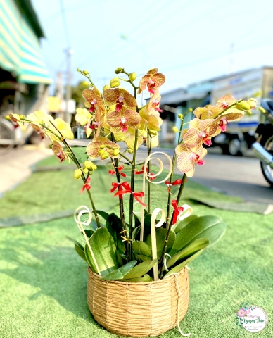 Sự Kiện Nguyên Thảo Trà Vinh