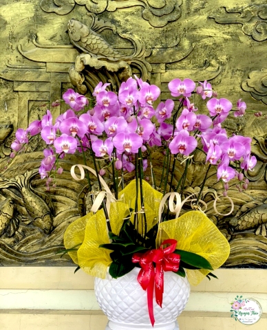 Sự Kiện Nguyên Thảo Trà Vinh