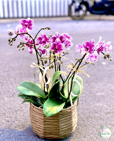 Sự Kiện Nguyên Thảo Trà Vinh