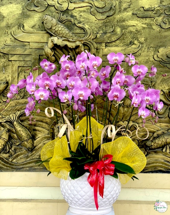 Sự Kiện Nguyên Thảo Trà Vinh