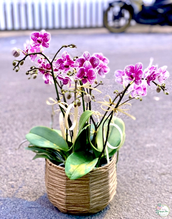 Sự Kiện Nguyên Thảo Trà Vinh