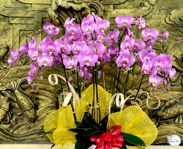Lan kiểng 05