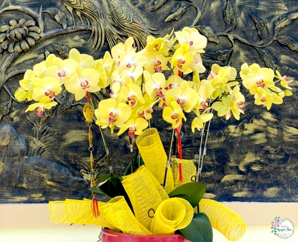 Lan kiểng 01