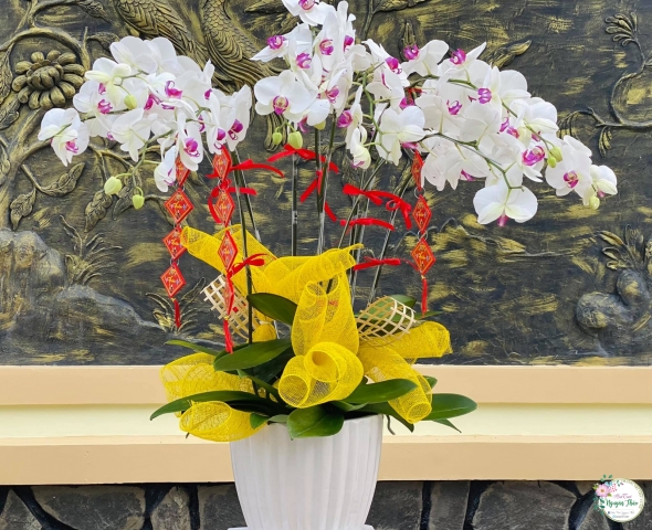 Lan kiểng 04