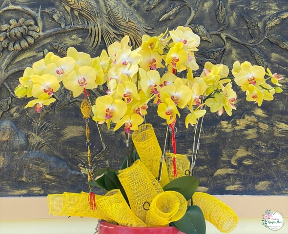 Lan kiểng 06